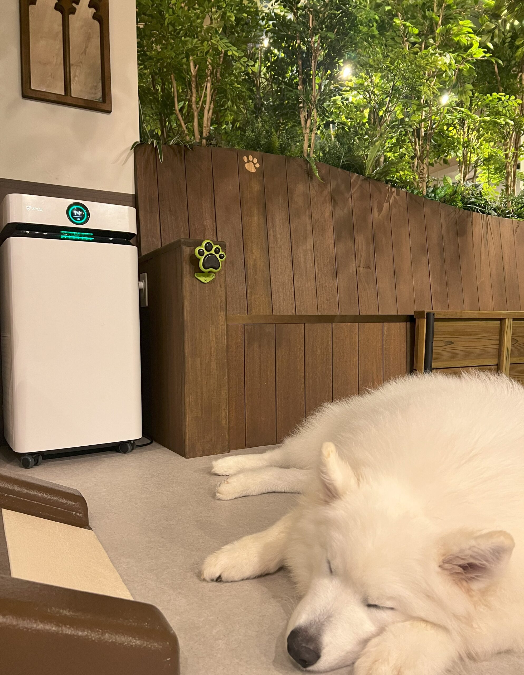 Airdog導入事例画像（犬カフェ サモ）